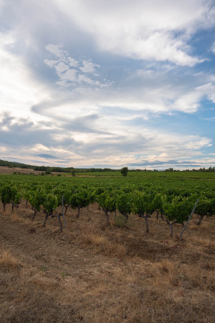 Lush vineyard in Belgentier, France under expansive cloudy skies, capturing a serene rural landscape.