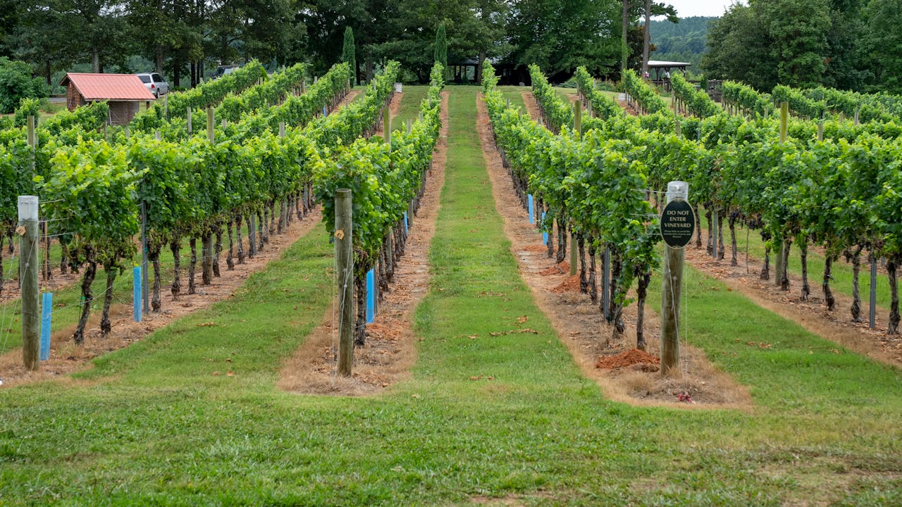 Vibrant green vineyard rows under clear skies in North Carolina's rural countryside.